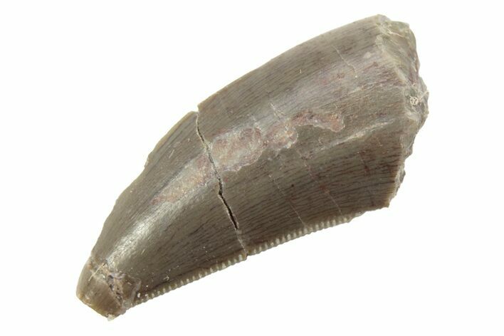 Rare, Serrated, Megalosaurid (Marshosaurus) Tooth - Colorado #222490
